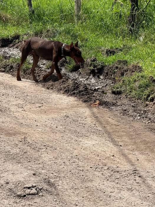 Foto del avistamiento de perro