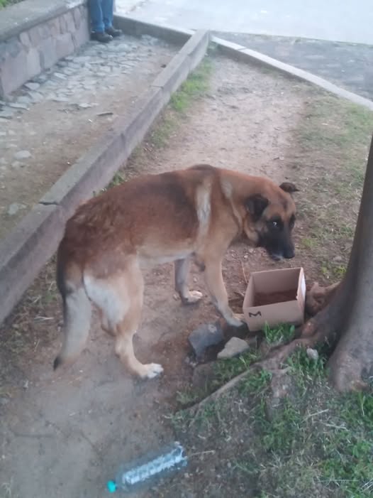 Foto del avistamiento de perro