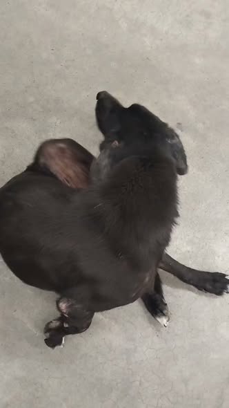 Dog sighting photo