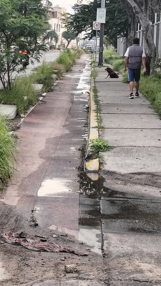Dog sighting photo