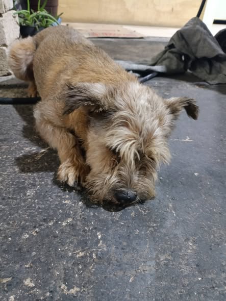 Foto del avistamiento de perro