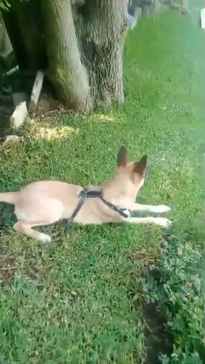 Foto del avistamiento de perro
