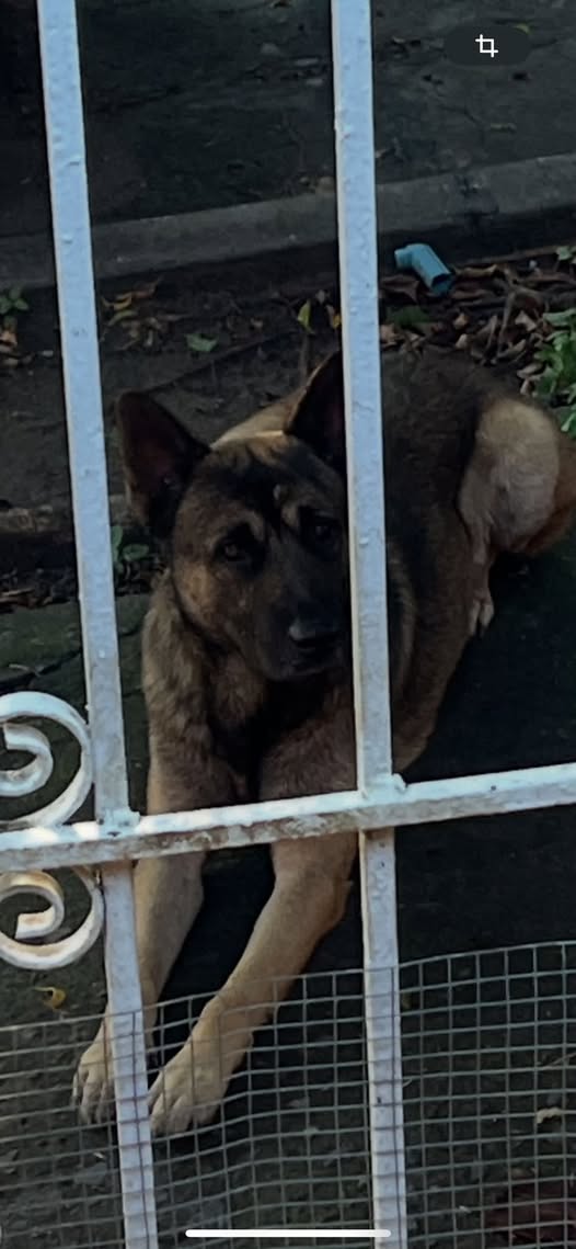 Foto del avistamiento de perro