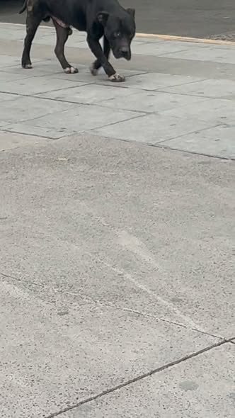 Foto del avistamiento de perro