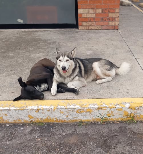 Foto del avistamiento de perro