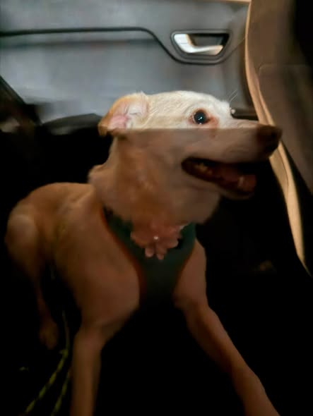 Dog sighting photo