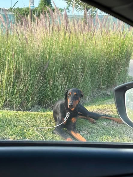 Dog sighting photo
