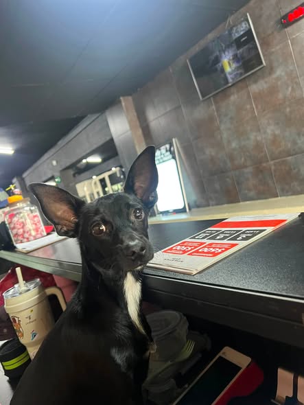 Foto del avistamiento de perro