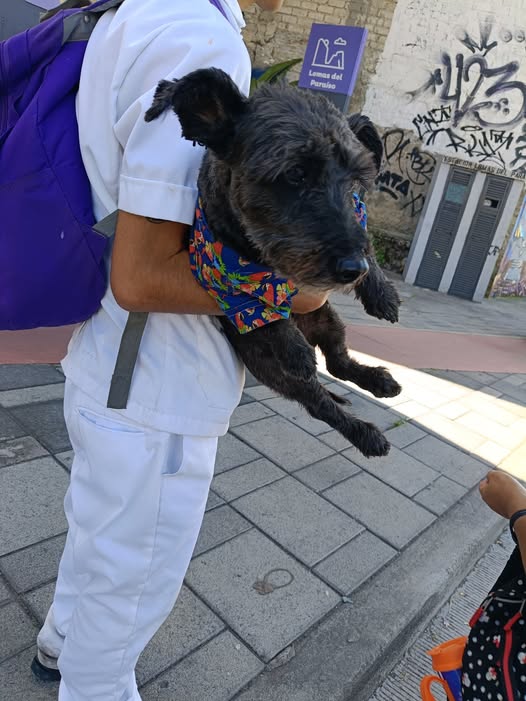 Dog sighting photo