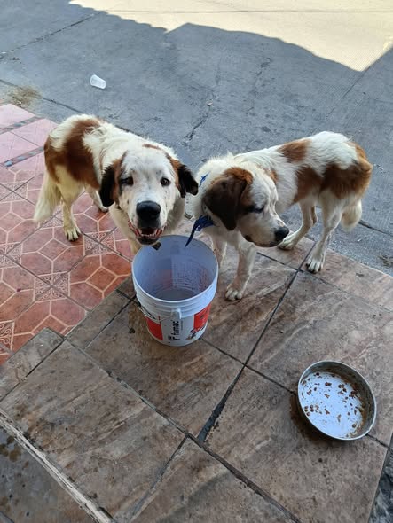 Foto del avistamiento de perro