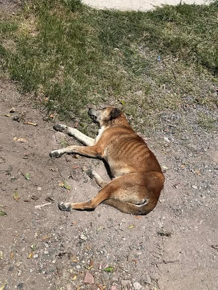Foto del avistamiento de perro
