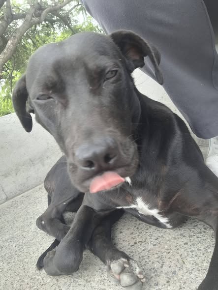 Foto del avistamiento de perro