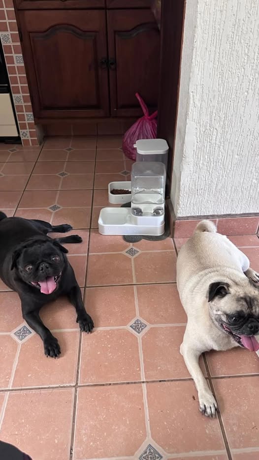Dog sighting photo