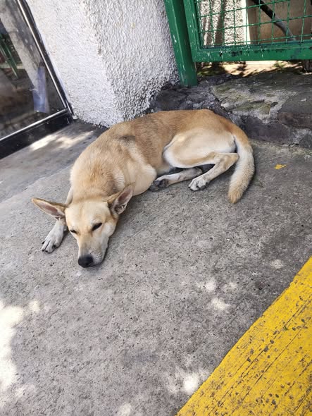 Foto del avistamiento de perro