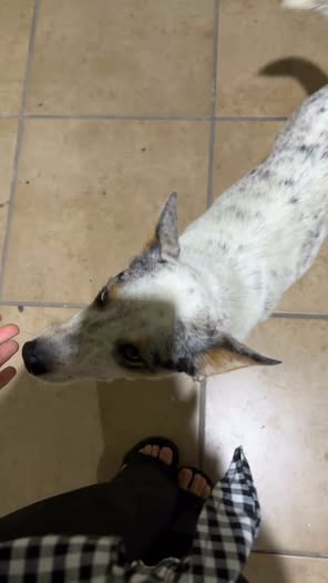 Dog sighting photo