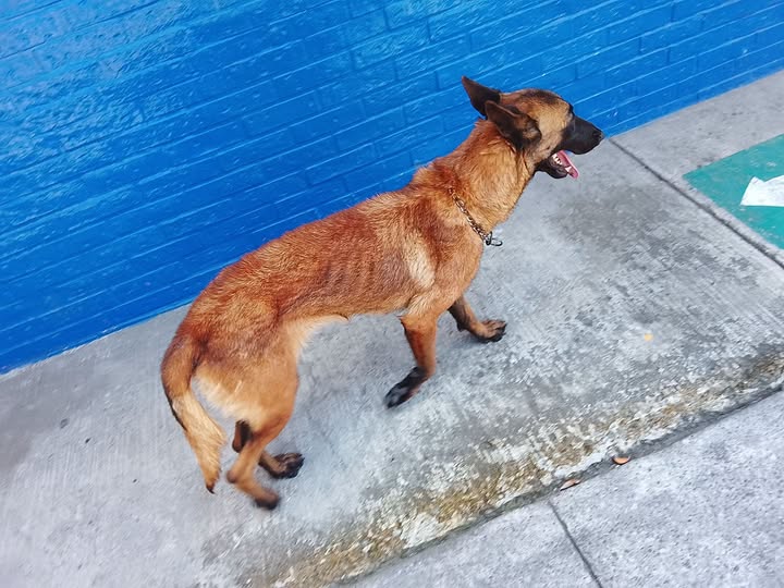 Foto del avistamiento de perro