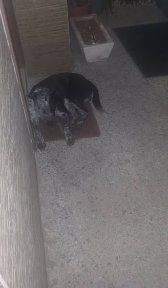 Dog sighting photo