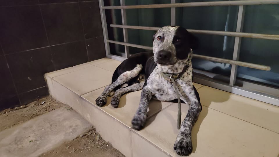 Dog sighting photo