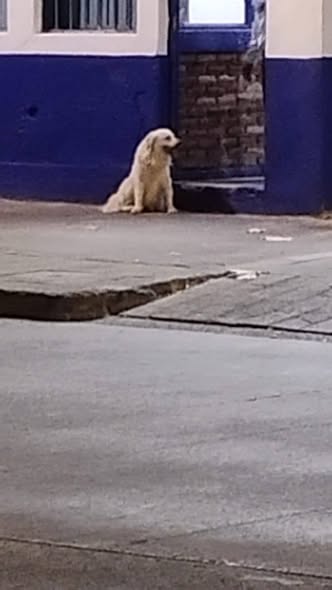 Foto del avistamiento de perro