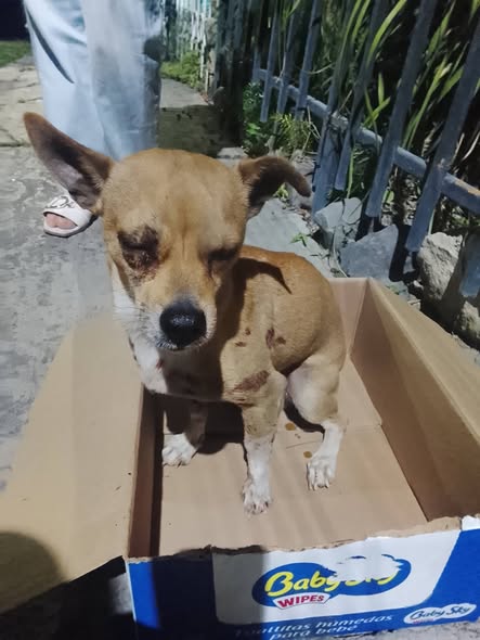 Foto del avistamiento de perro