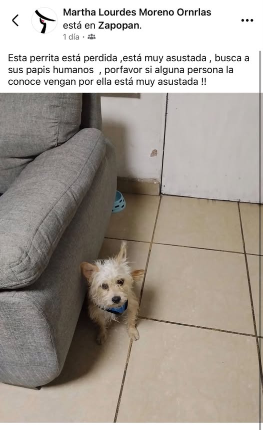 Dog sighting photo