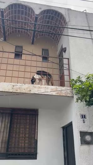 Foto del avistamiento de perro