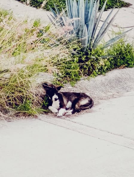 Dog sighting photo