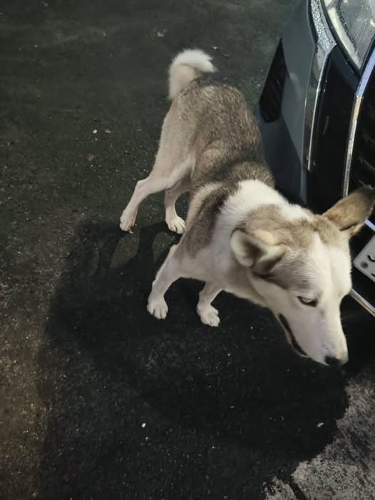 Dog sighting photo