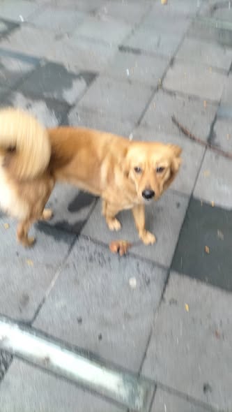Foto del avistamiento de perro