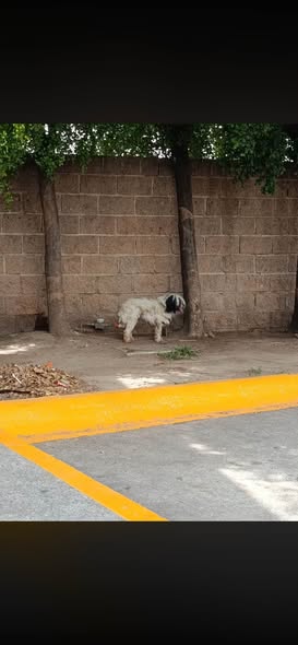 Foto del avistamiento de perro