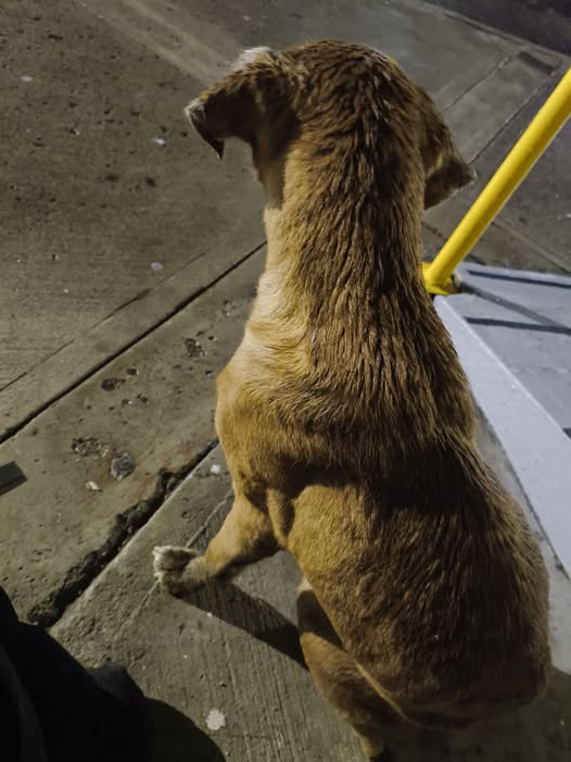 Foto del avistamiento de perro