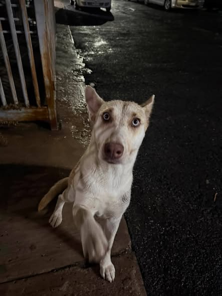Foto del avistamiento de perro