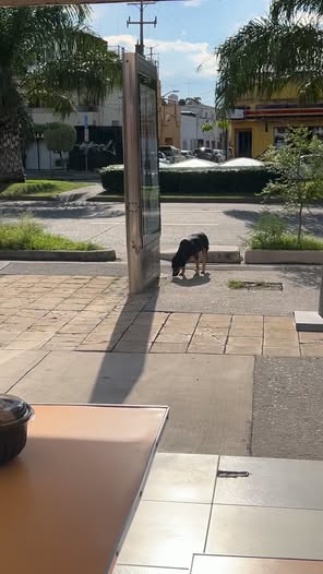 Dog sighting photo