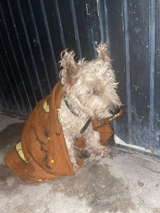 Foto del avistamiento de perro
