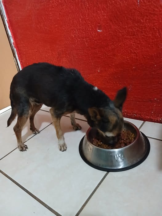 Foto del avistamiento de perro