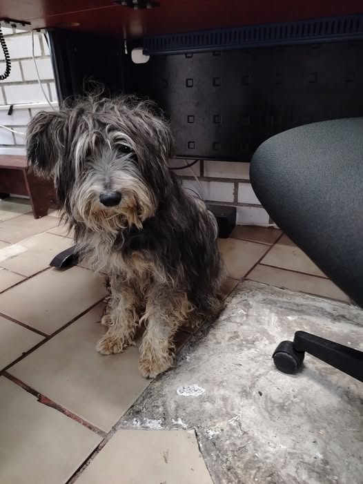 Foto del avistamiento de perro