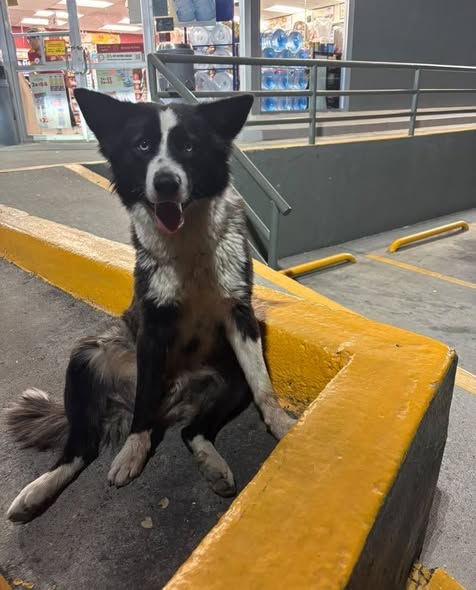 Dog sighting photo