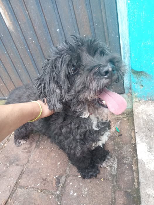 Dog sighting photo