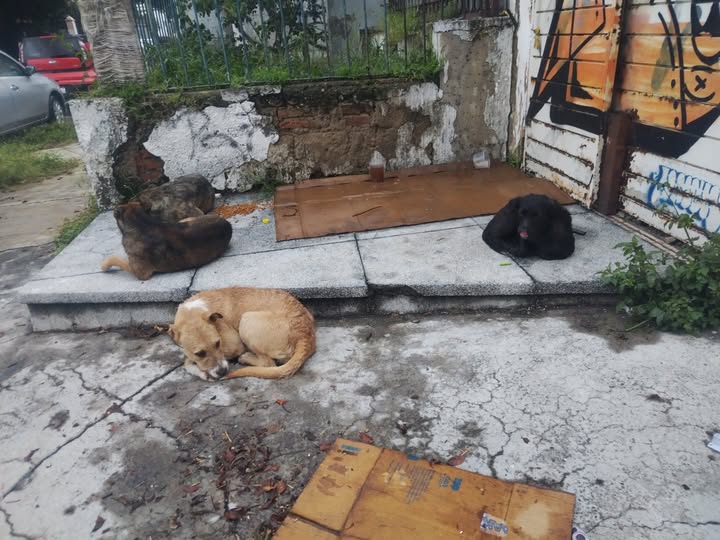 Foto del avistamiento de perro