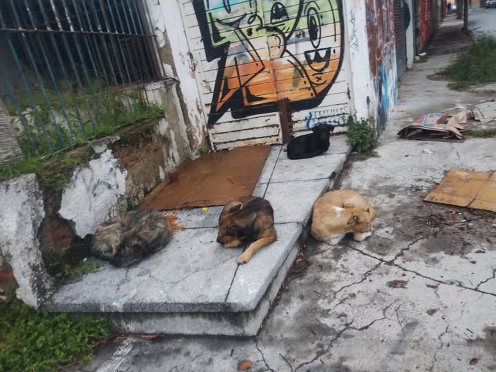 Foto del avistamiento de perro