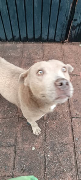 Dog sighting photo