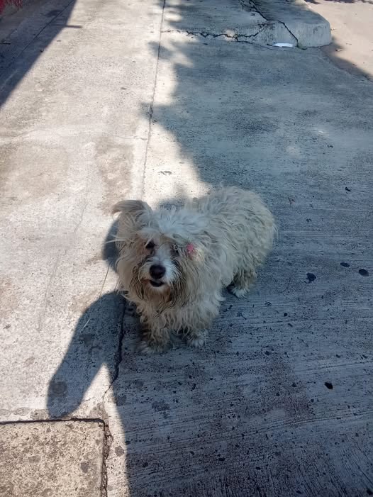 Foto del avistamiento de perro