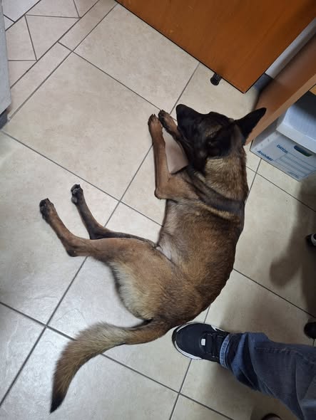 Foto del avistamiento de perro