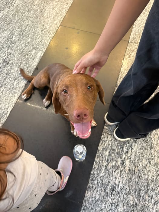 Foto del avistamiento de perro