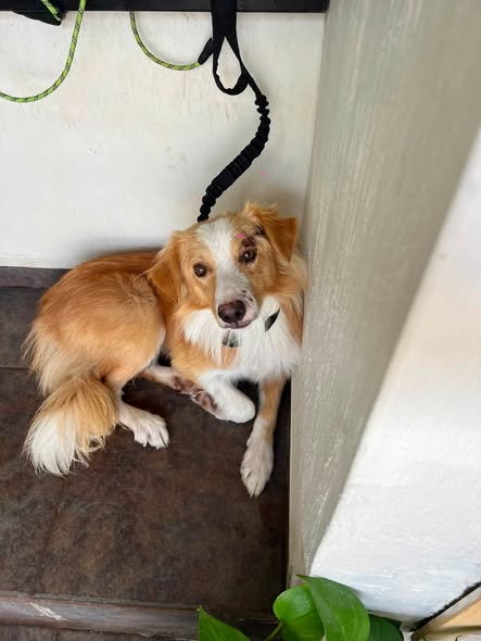 Dog sighting photo