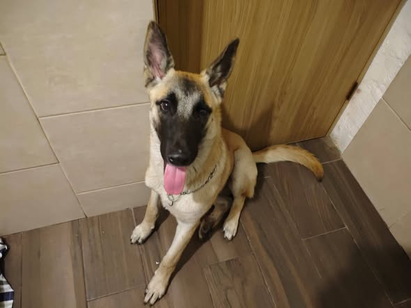 Dog sighting photo