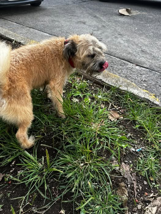 Dog sighting photo