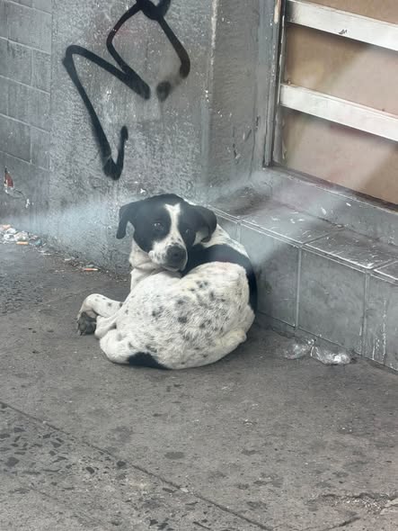 Dog sighting photo