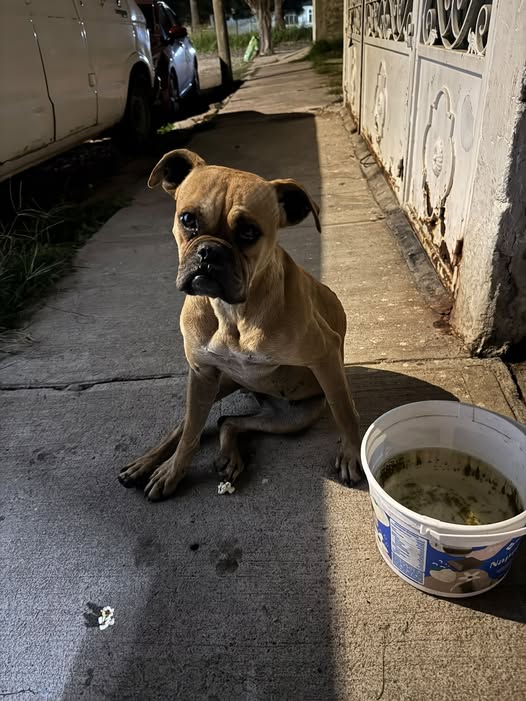 Dog sighting