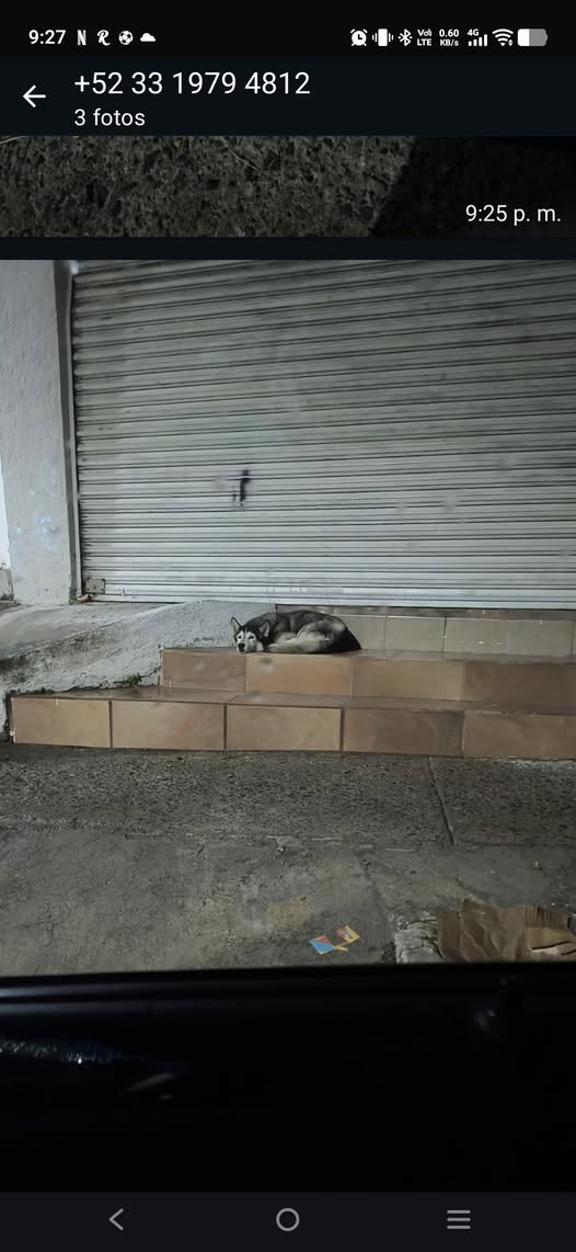 Foto del avistamiento de perro
